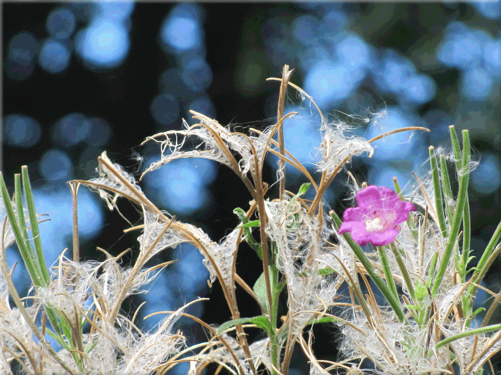 Eingewobene Herbstblumen