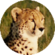 Schamanisches Krafttier Gepard