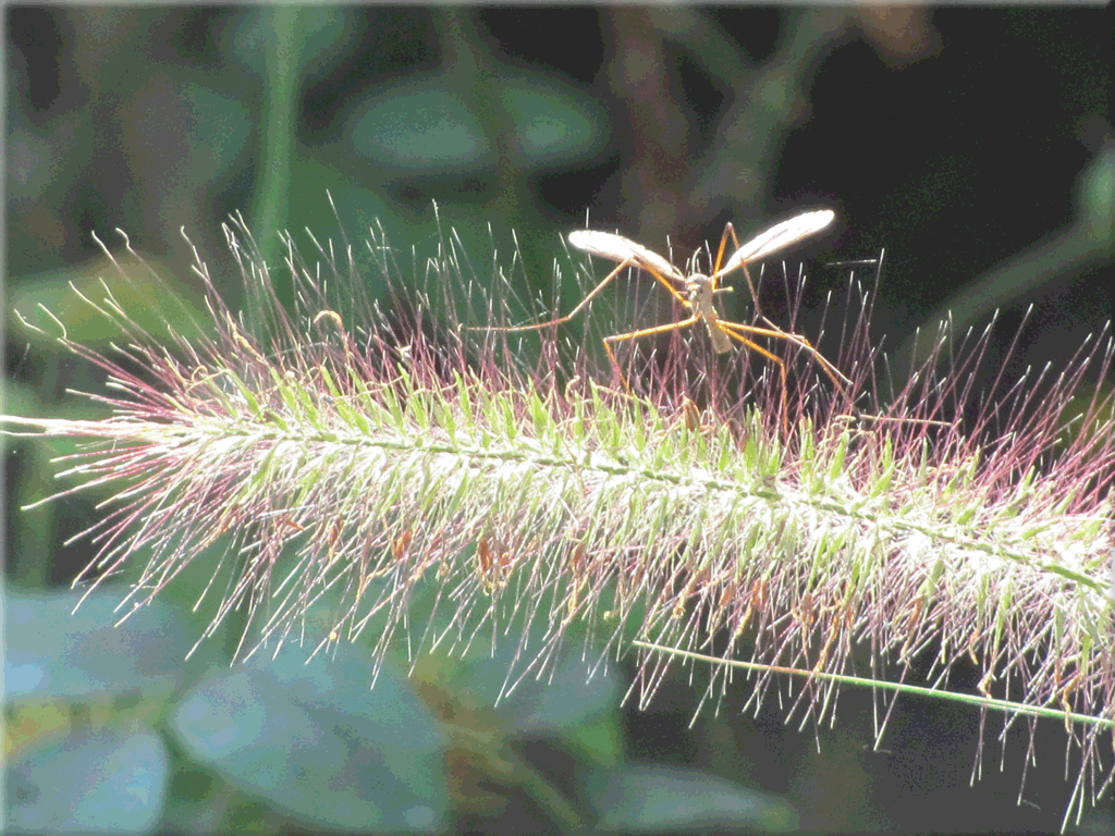 Flugtier auf Grasblte