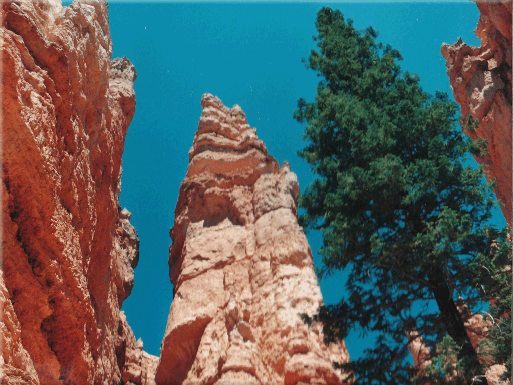 Blick von unten im Canyon in Baumhimmel